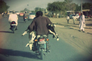 Some Chadians transporting their goats in the most loving way possible.