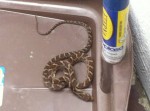 Deadly Terciopelo Snake